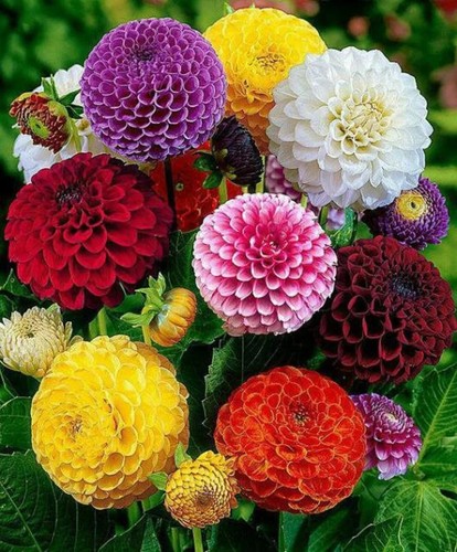 1027tr dahlia pompom - dahlia, mix