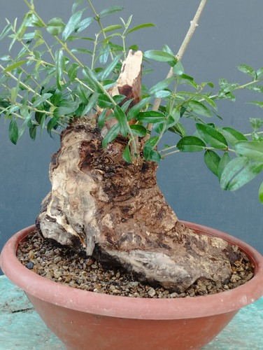 Bonsai olivastro 37x25cm - olivastro,