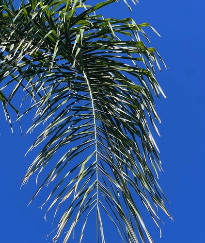 Syagrus romanzoffiana seeds - romanzoffiana,