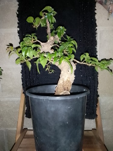 Bougainvillea sanderiana - bougainvillea,