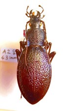 Carabidae CARABINAE Carabus