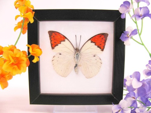 Great orange tip vera - orange,