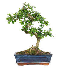 Bonsai Carmona - Bonsai Tè del Fukien Tè Coreano - Piante Vere da Interni