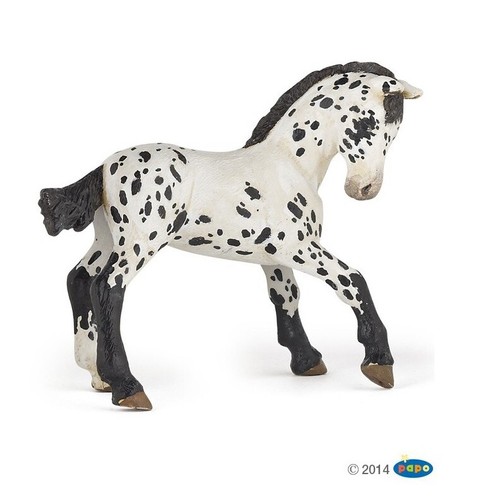 Puledro appaloosa nero - appaloosa,