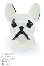 Bulldog Francese Bianco, Testa