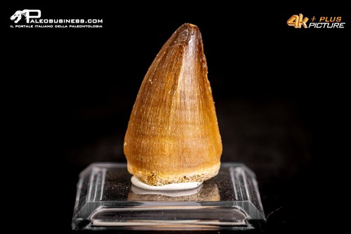 Dente fossile mosasaurus - dente,