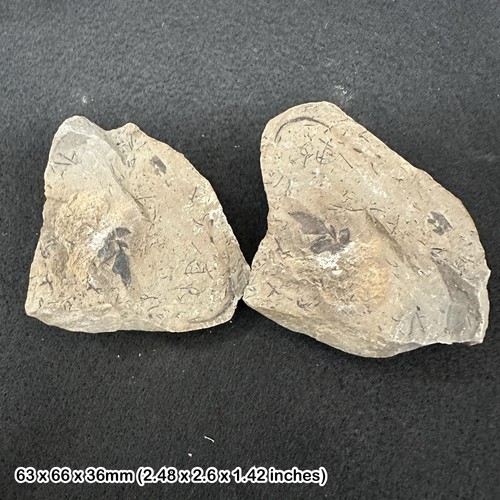 Carboniferous leaf plant - leaf,