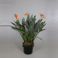 Strelitzia reginae fiore