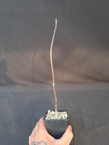 Steculia africana uis - africana, (uis