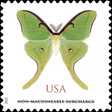 #6031 2025 Luna Moth - MNH