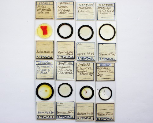 Antique microscope slides - ,