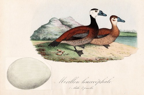Morillon leucocephale uccello - leucocephale,