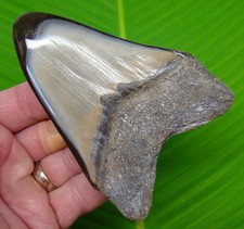 Dente di squalo megalodonte 4,30" vero fossile NO RESTAURI denti di squalo