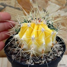 Ferocactus victoriensis