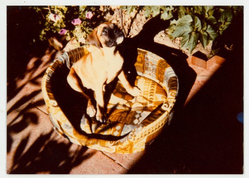 Vintage photo cute puppy - photo,