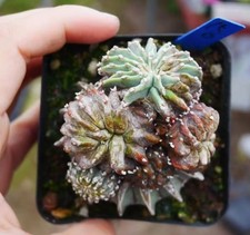 Multi Heads Rare Cacti SucculentLiving Geohintonia mexicana WYSIWYG monstata