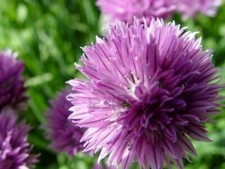 ALLIUM SCHOENOPRASUM - ERBA CIPOLLINA / CHIVES, 100 SEMI SELEZIONATI