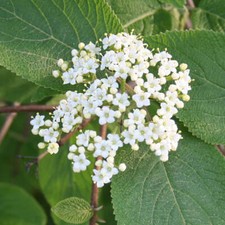 Viburnum lantana - lantana