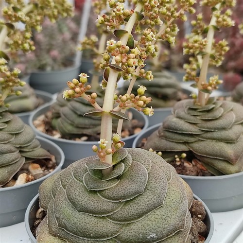 Crassula hemisphaerica capo - hemisphaerica, "capo"