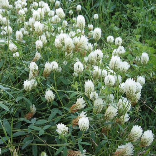 Fifoglio alexandrin - fifoglio,