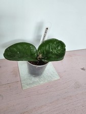 heavenly HOYA Hoya carnosa no