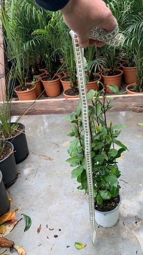 Pianta alloro laurus - pianta, 10 
