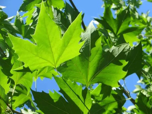 Platanus acerifolia platano - -,