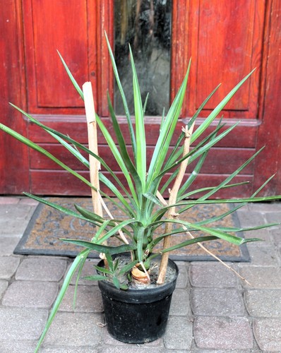 Yucca aloifolia elata - aloifolia,