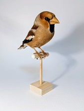 Taxidermy, Cabinet De Curiosites : Frosone (Coccothraustes coccothraustes)