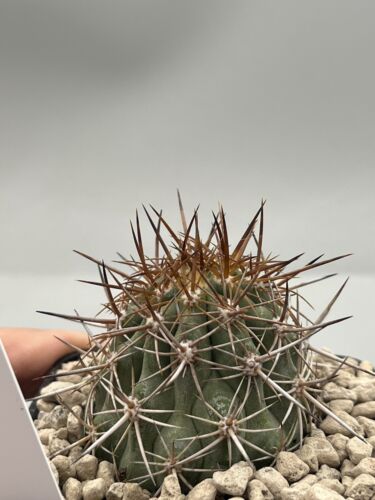Copiapoa pseudocoquimbana vaso - pseudocoquimbana,