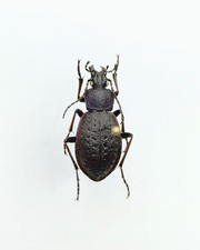 Entomology Taxidermy : Morphocarabus Odoratus Melleus 13mm+/-. A1