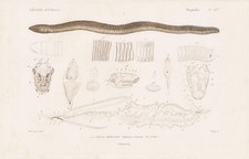 Gymnophiona Schleichi Messico