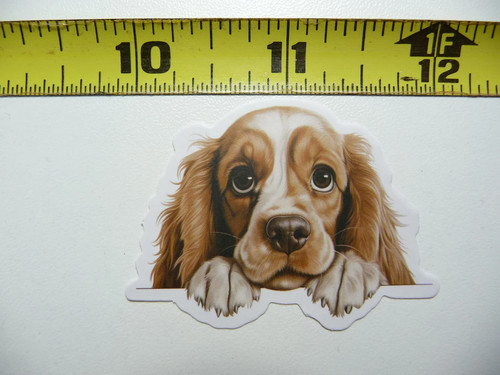 Peeking cocker spaniel piccolo - peeking,