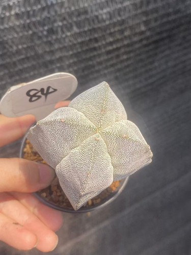 Rara pianta succulenta