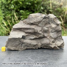 RARE: Fossil Ferns, Leaves &