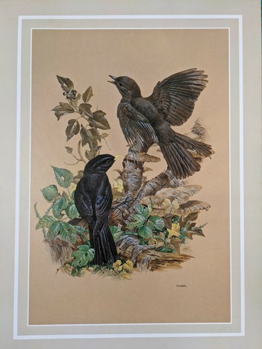 Stampa uccello bellissima - stampa,