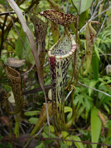 Nepenthes stenophylla pianta - -,