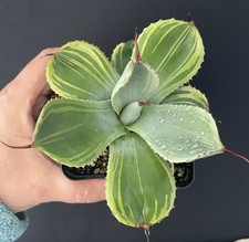 Rare agave parryi - agave,