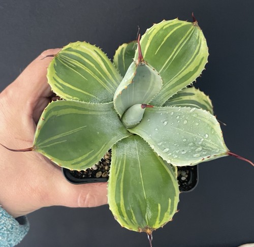Rare agave parryi - rare!,