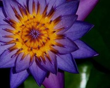 NYMPHAEA CAPENSIS DARK BLUE -