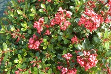 1 PIANTA ESCALLONIA 'RED