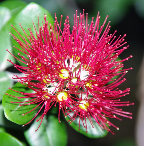 Metrosideros excelsa seeds - excelsa,