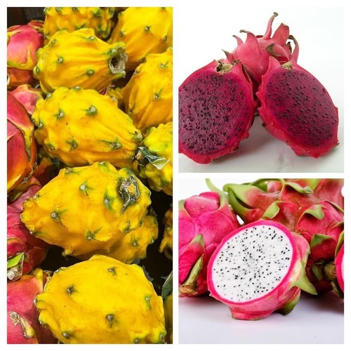 Pacchetto frutto del drago - , da
