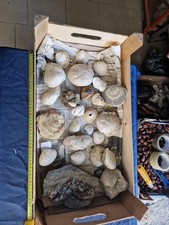 Lotto Bivalve E Gasteropodi Fossili Cassetta 