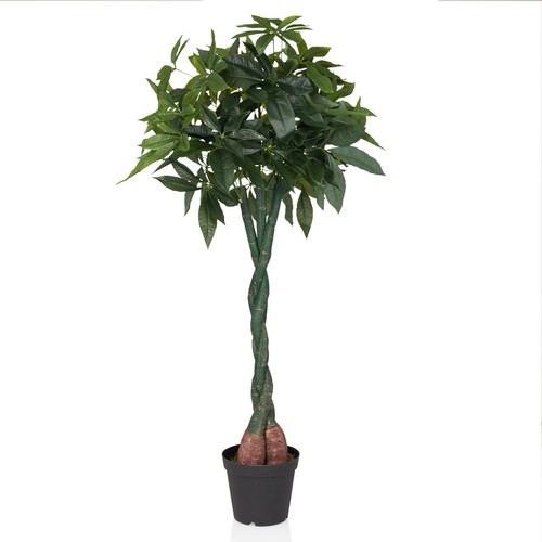 Pianta finta pachira aquatica - pianta,