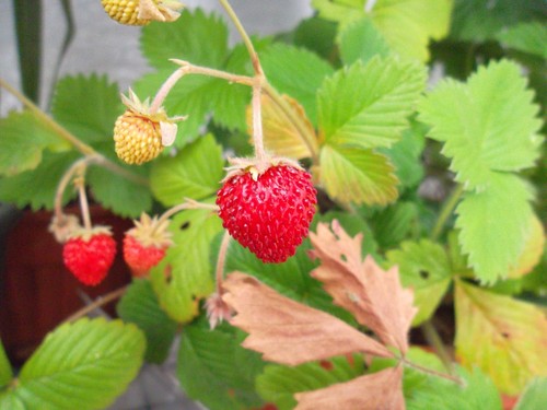 100 semi fragaria vesca - 100,