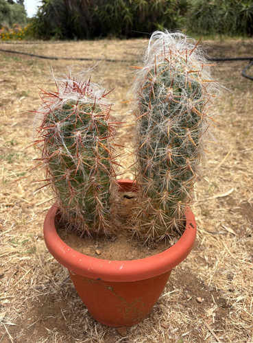 Oreocereus celsianus cactus - oreocereus,