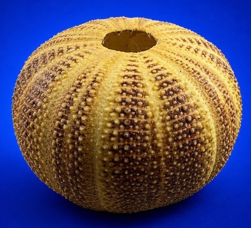 Echinus esculentus gigante - esculentus,