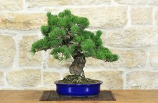 Bonsai pino pentaphilla - di,