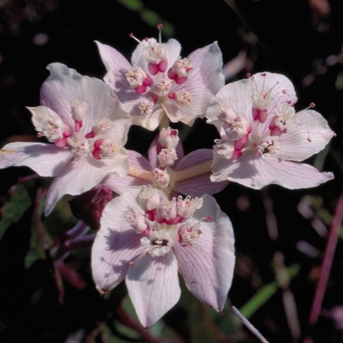 Southern cross ml - cross,